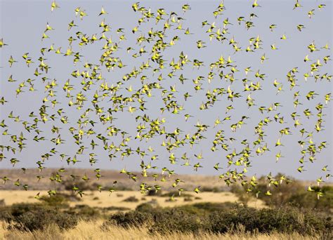 Dr Desirée Kozlowski on Twitter RT SandyHorne61 My photo of budgies