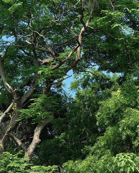 Premium Photo A Tree With Green Leaves And Branches That Have The