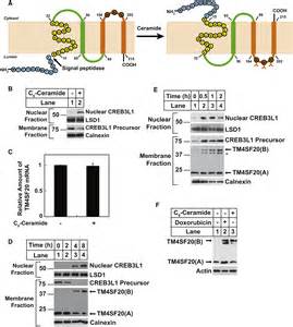 Inverting The Topology Of A Transmembrane Protein By Regulating The