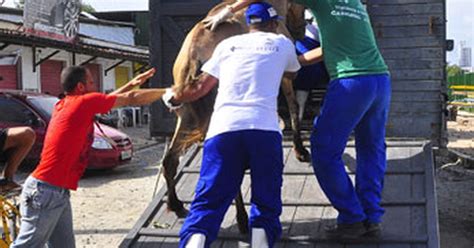 G1 Recife proíbe circulação de carroças tração animal nas ruas