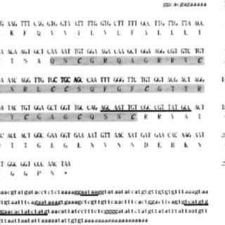 Nucleotide And Deduced Amino Acid Sequences Of Caafp Cdna Clone From C