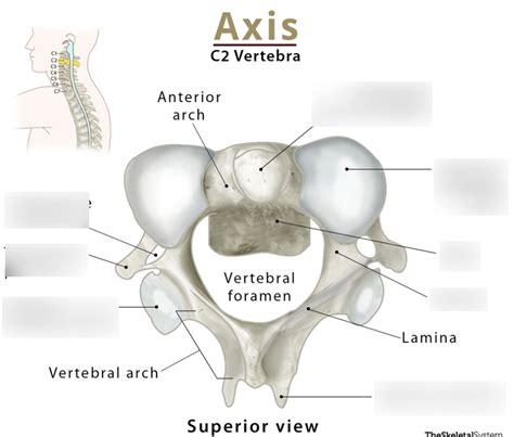 Axis C2 Diagram Quizlet