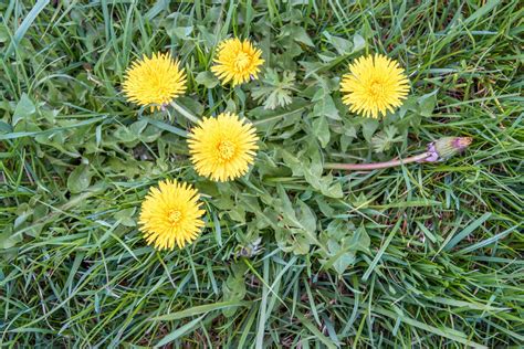 Letting Your Garden Grow Weed Your Dandelions