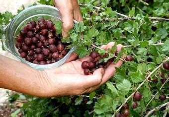 Диаммофоска: инструкция по применению удобрения, состав, дозировка ...