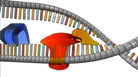 DNA replication | Learn Science at Scitable