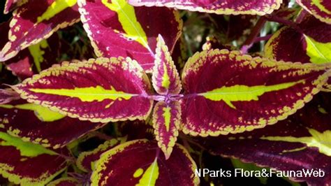 Nparks Coleus Scutellarioides Saturn