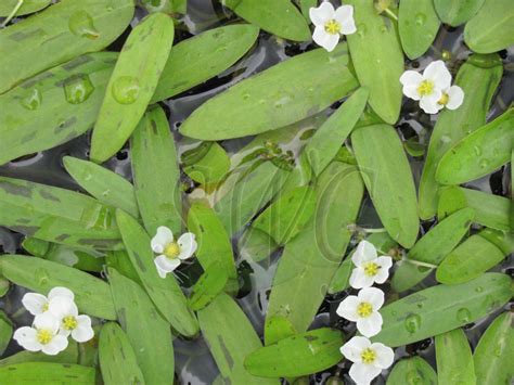 sagittaria subulata dwarf sagittaria suncoast tropicals