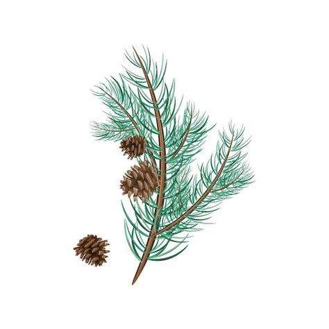 Premium Vector Spruce Branches