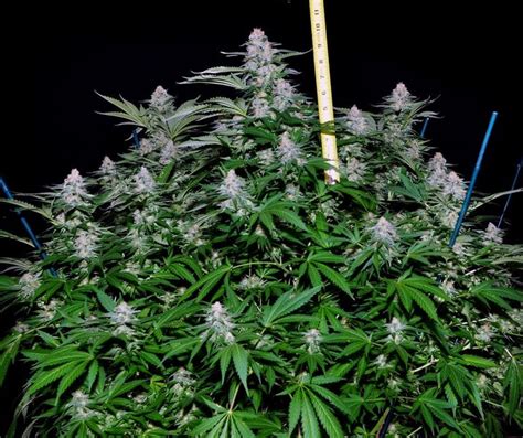 Dinafem Critical Semillas Green Parrot