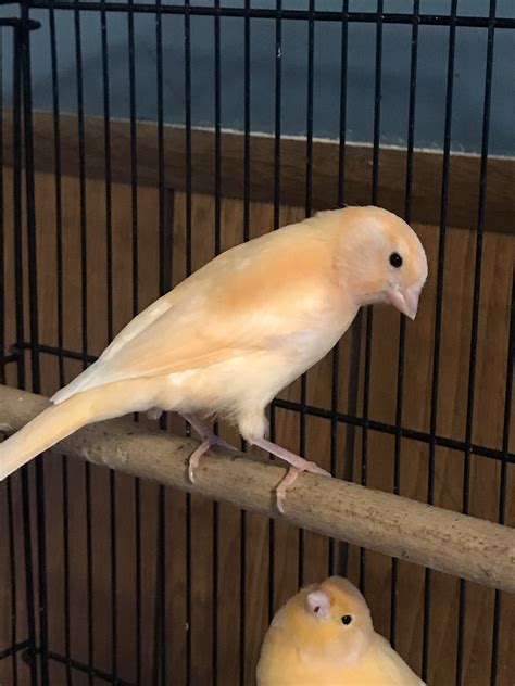 Canary Birds For Sale | Lynn, MA #349081 | Petzlover