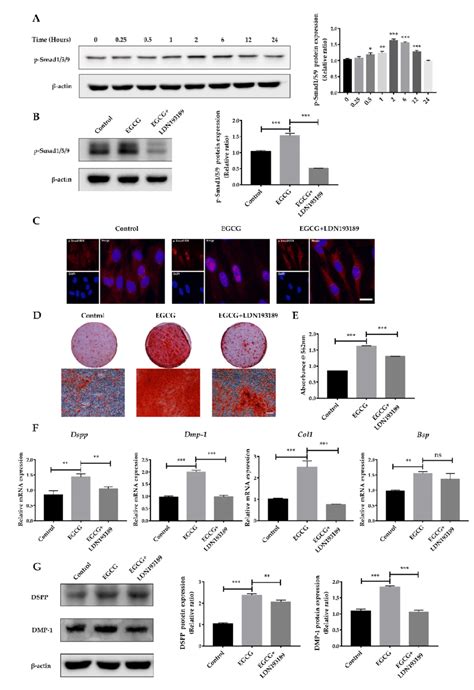 The Bmp Smad Signaling Pathway Is Involved In Egcg Stimulated