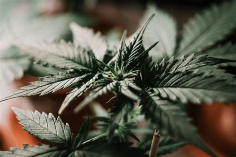 CBD co to jest Kannabidiol właściwości i najważniejsze informacje