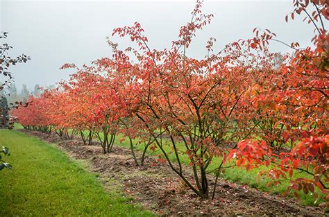 Amelanchier