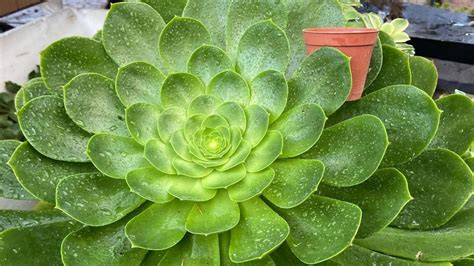 Aeonium Canariense Como Cultivar E Fazer Mudas Verde Na Web