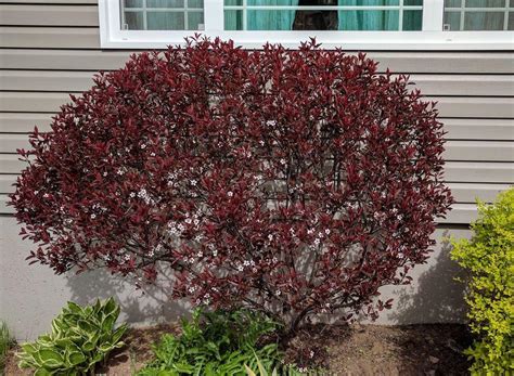 Photo Of The Entire Plant Of Purple Leaf Sand Cherry Prunus X Cistena