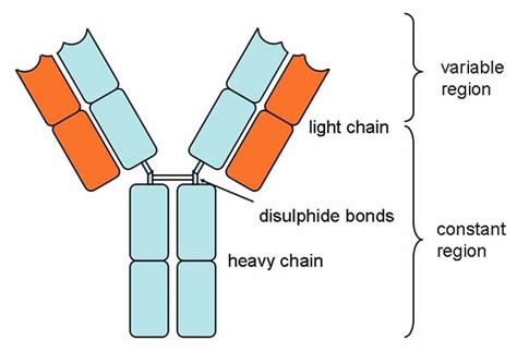 Types of Antibodies in Blood | Properties, Structures & Functions ...