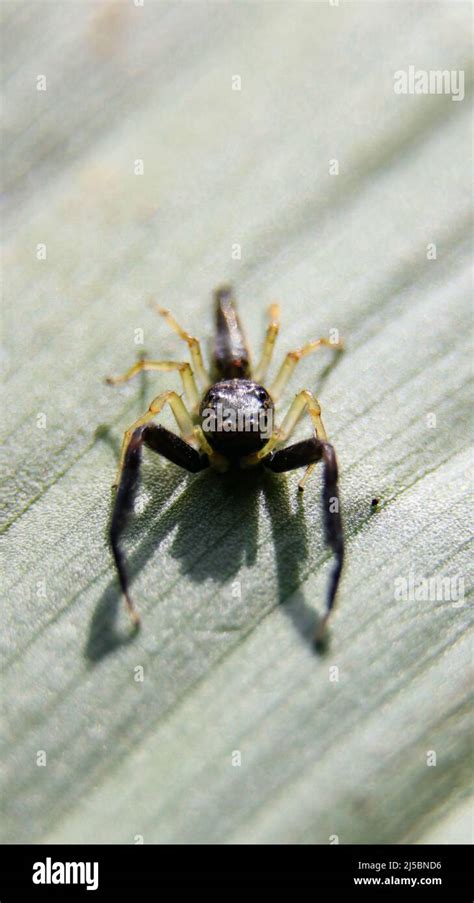 Macro Photography Of A Black Scorpion Mimic Jumping Spider Seen On A