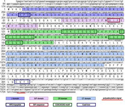 Frontiers Heat Shock Protein Hsp In Pacific White Shrimp