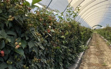 Soil To Substrate Key Irrigation And Fertigation Ideas For Long Cane