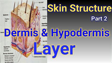 Hypodermis Layer