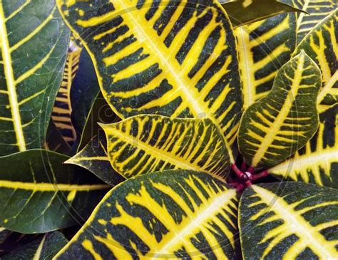 Image Of Close Up Macro Shot Of Bunch Of Leaves Of Codiaeum Variegatum