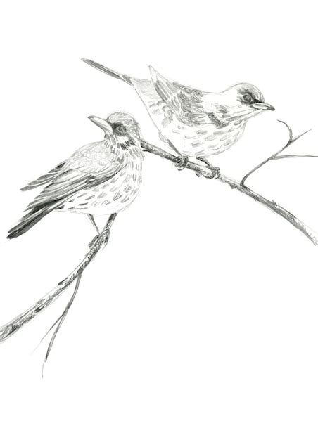 Deux Oiseaux Sur Une Branche Dessin Au Crayon Vecteur Premium