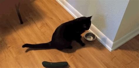 Very. Scared. Cat Of. CUCUMBER??????? | Cats scared of cucumbers, Cats ...