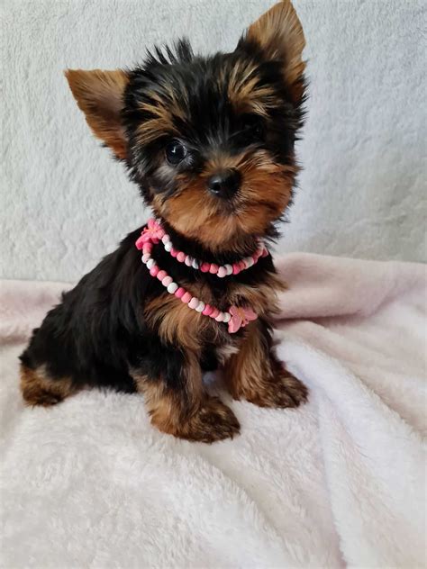 Mini Dziewczynka Yorkshire Terrier Z Rodowodem Cz Stochowa P Noc Olx Pl