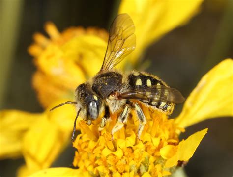 Bee attack in Surprise: What to know about AZ's bee population and how