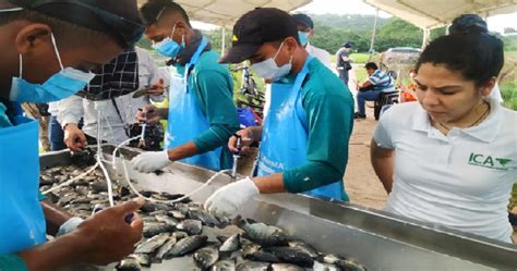 Inició vacunación contra bacteria que afecta los cultivos de tilapia en