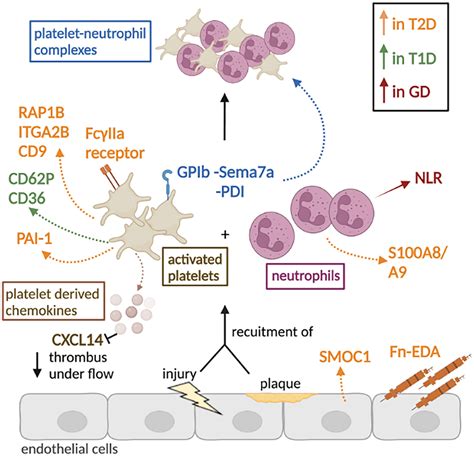 Plateletneutrophil Interaction And Thromboinflammation In Diabetes