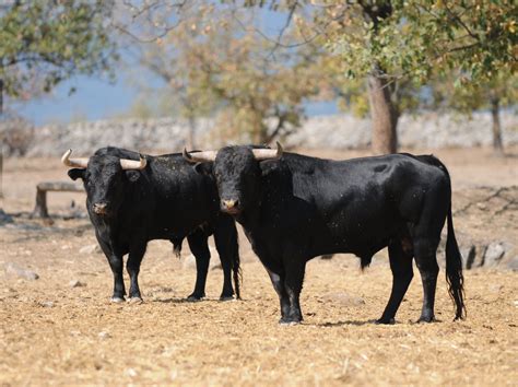 Los Toros Patrimonio Cultural Inmaterial En Toro Los Sabios Del Toreo