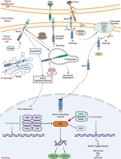 The Notch Signaling Pathway In ISC Regulation The Notch Signaling