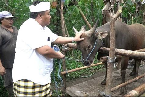 Kurangi Ketergantungan Impor Upaya Penggemukan Sapi Bali Dilakukan Di