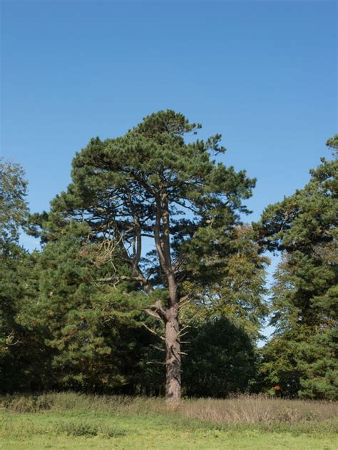 Monterey Pine | Fast growing trees, Monterey pine, Tree identification