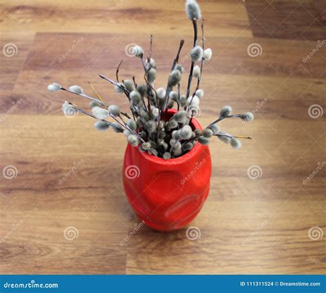 Pussy Willow Branches In A Vase Stock Photo Image Of Vase Nature