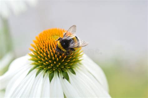 Bumblebee close up stock photo. Image of nature, bumblebee - 95512680