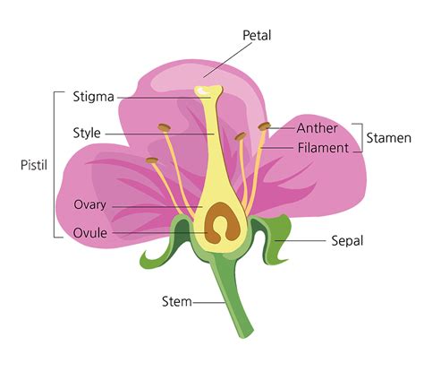 Diagram Of A Complete Flower
