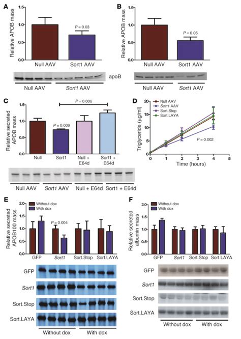 Jci Hepatic Sortilin Regulates Both Apolipoprotein B Secretion And