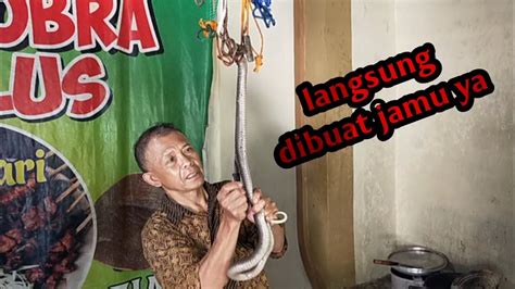 Kuliner Ular Kobra Langsung Di Tes Racun Ularnya YouTube