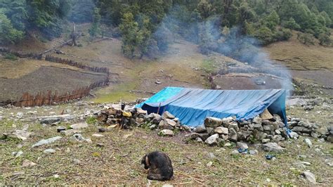 This Is Life Nepal Ep 155 Himalayan Sheep Shepherd Life In Winter