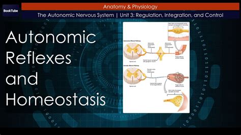 Autonomic Reflexes And Homeostasis The Autonomic Nervous System