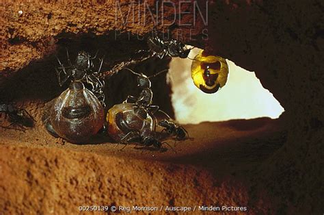 Honeypot Ant stock photo - Minden Pictures