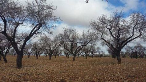 Los Agricultores De Secano Piden Ayudas Para Arrancar Rboles Secos Orm