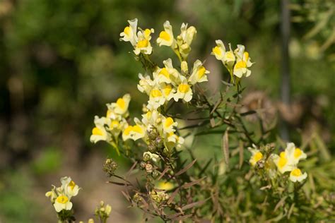 Garten Navi Echtes Leinkraut Linaria Vulgaris