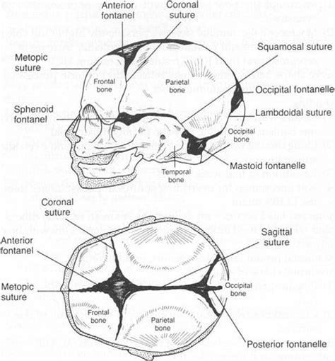 Skull Anatomy Concise Medical Knowledge 40 Off