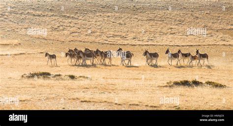 Tibetan Wild Ass Stock Photo Alamy