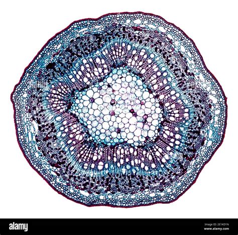 Cross Section Cut Under The Microscope Microscopic View Of Plant