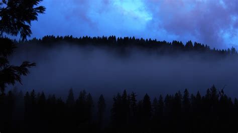 forest, fog, dusk, trees, nature, 4k HD Wallpaper