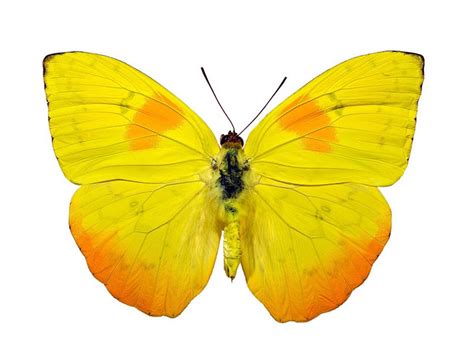 Phoebis philea